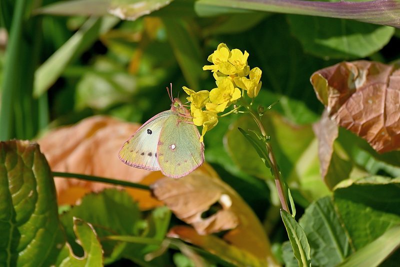 新生モンキチョウの撮影:2025/01/28 : 小畔川日記