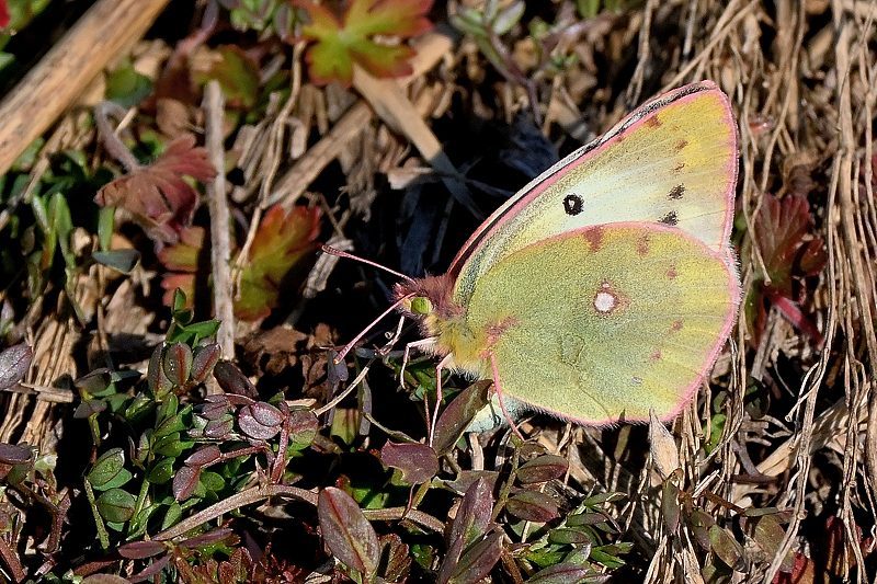 新生モンキチョウの撮影:2025/01/28 : 小畔川日記