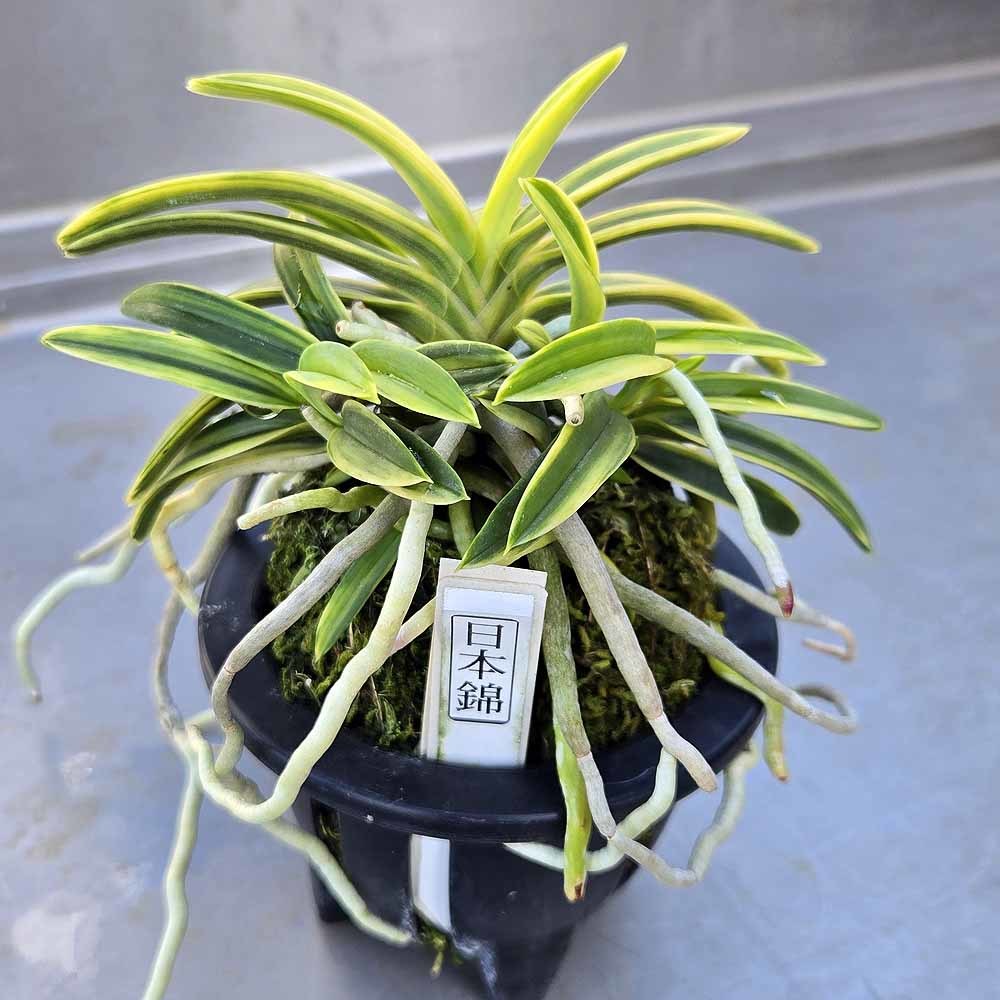 富貴蘭 日本錦 : 富貴蘭チャンネル