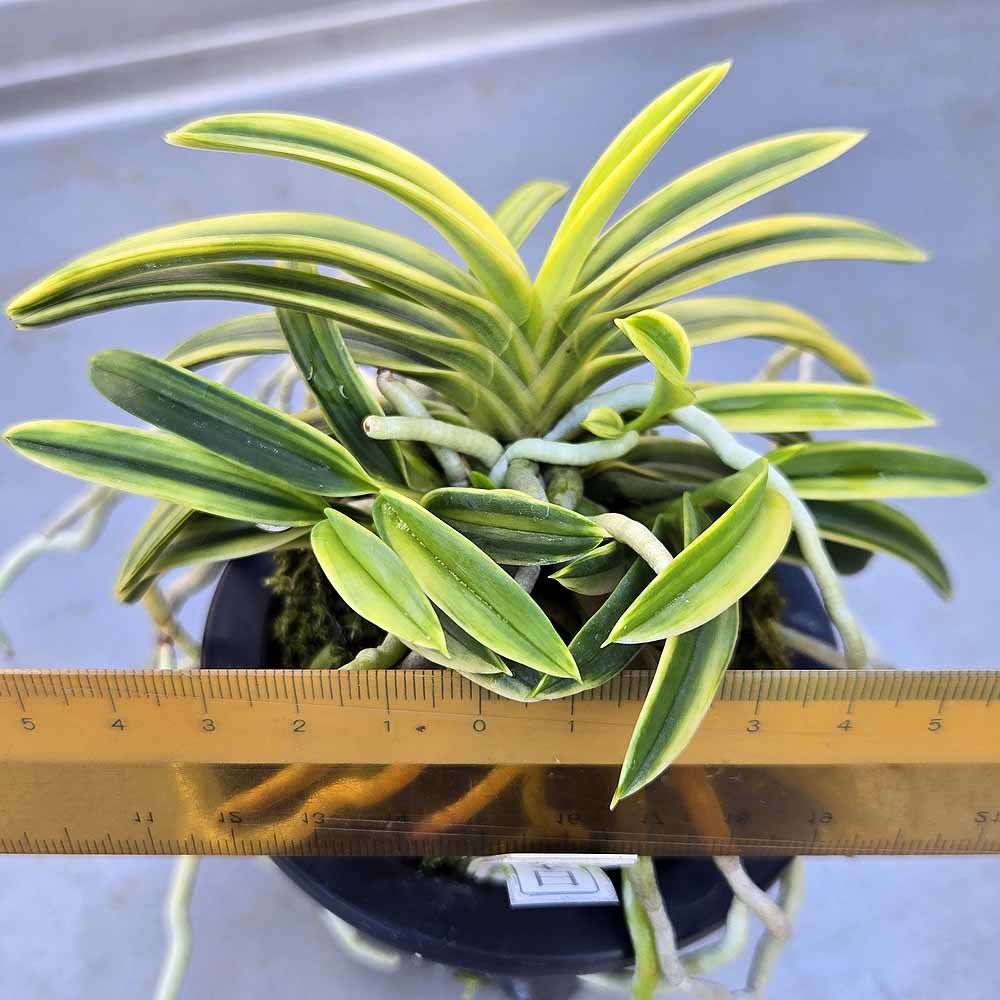 富貴蘭 日本錦 : 富貴蘭チャンネル