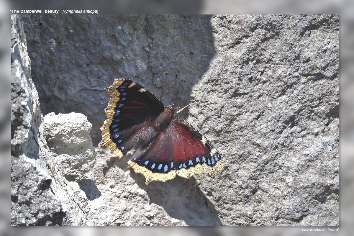 2025年産キベリタテハ11頭など 2025年産キベリタテハ11頭など ｷﾍﾞﾘﾀﾃﾊ