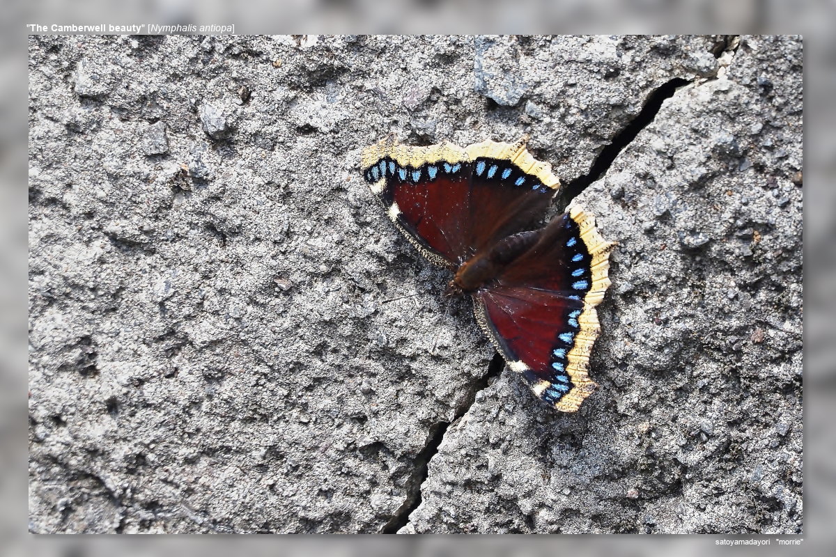 2025年産キベリタテハ11頭など 2025年産キベリタテハ11頭など ｷﾍﾞﾘﾀﾃﾊ