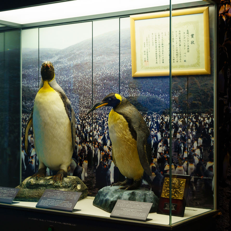 長崎ペンギン水族館について | 長崎ペンギン水族館【公式】