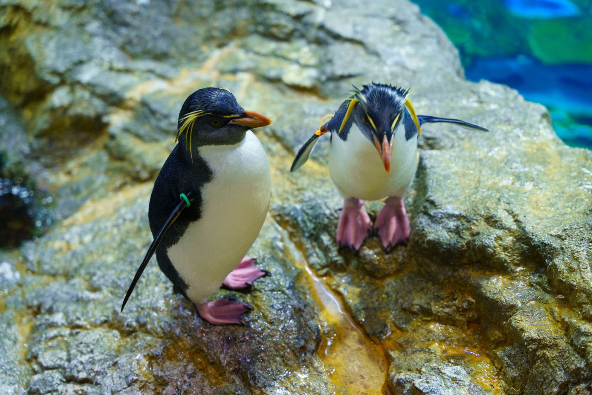 長崎ペンギン水族館【公式】