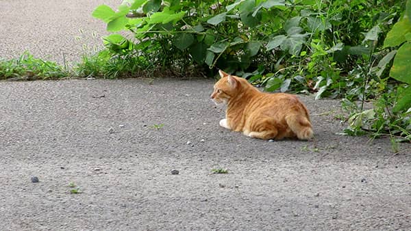 サイクリングエリアの河川敷工事が開始。真冬だから地域猫が心配 ～