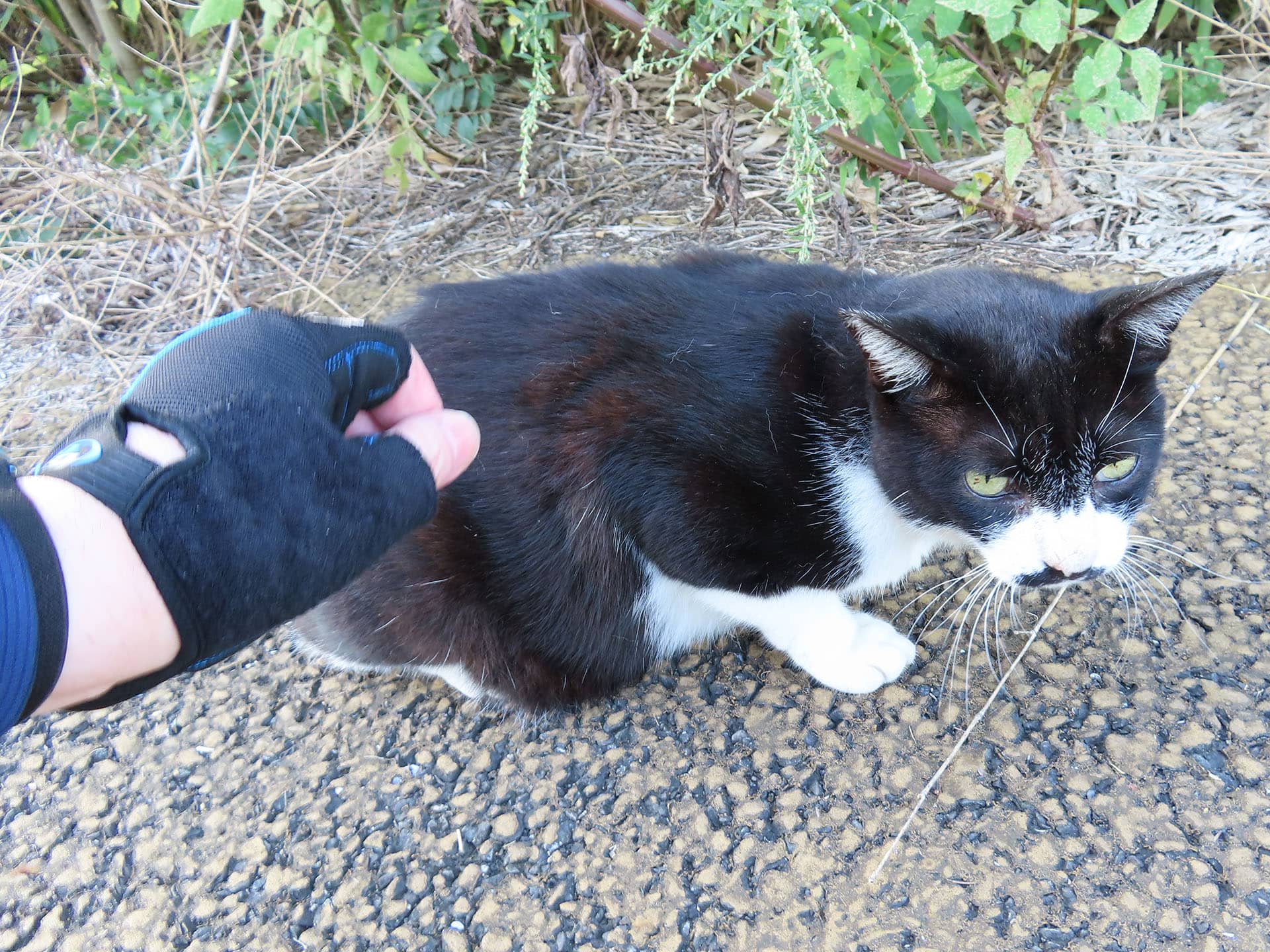 サイクリングエリアの河川敷工事が開始。真冬だから地域猫が心配 ～