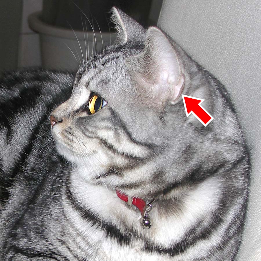 猫の耳のひらひら部分はすごい動きのしくみでかわいい その名は