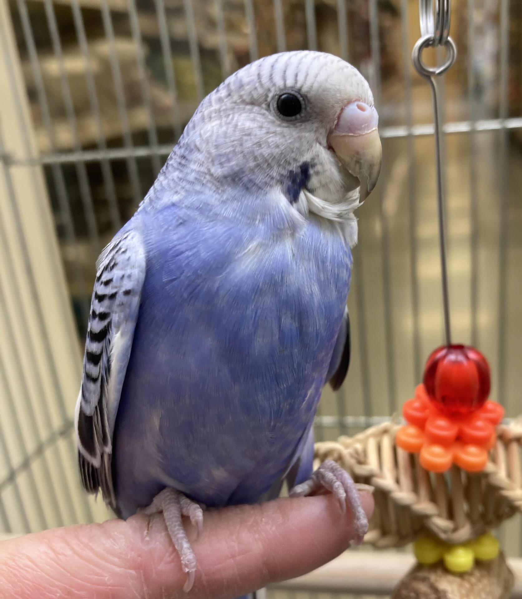 セキセイインコ | ペットフォレスト