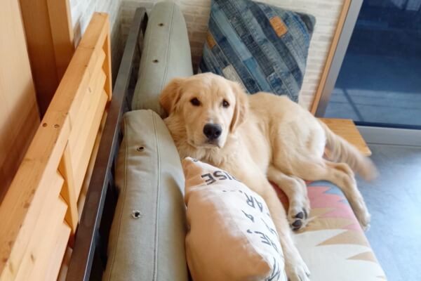 Dog hotel Giglio｜大阪府大阪市平野区｜EPARKペットライフ