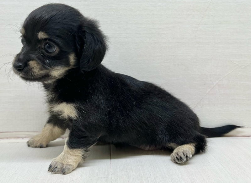 価格の安いMIX犬 ♀ (父）チワワ（母) ミニチュア・ダックス・ロング