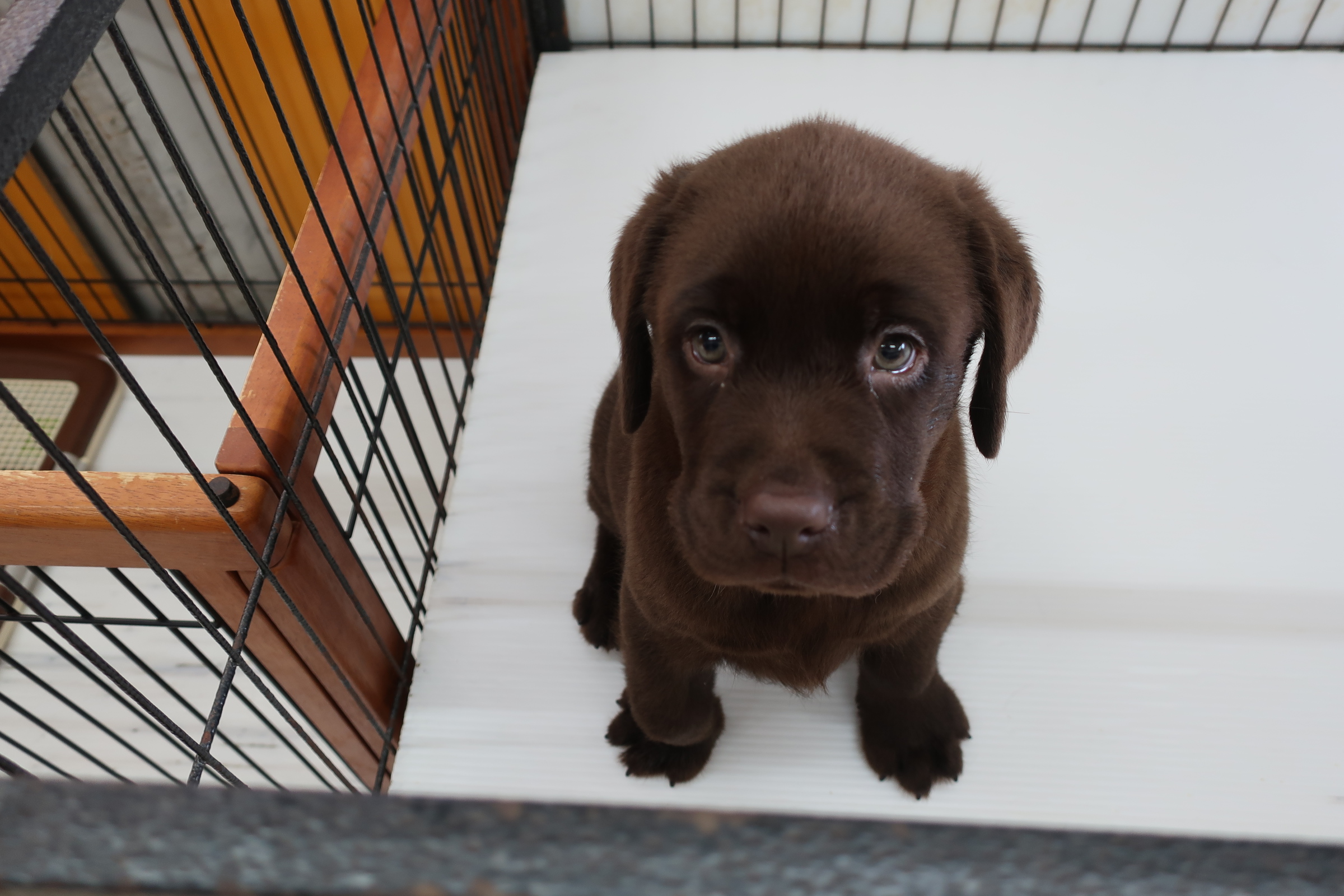 2025年8月10日生まれ:ラブラドール・レトリバー（No001) 787 | ペット