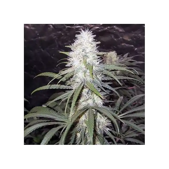 Hawaii Maui Waui Regular Seeds – Nirvana's Tropical Sativa