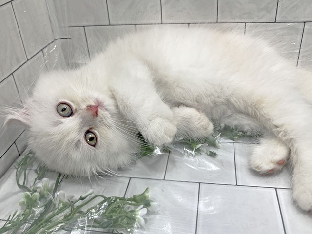 ラガマフィン 土浦店 │ペッツファースト公式サイト