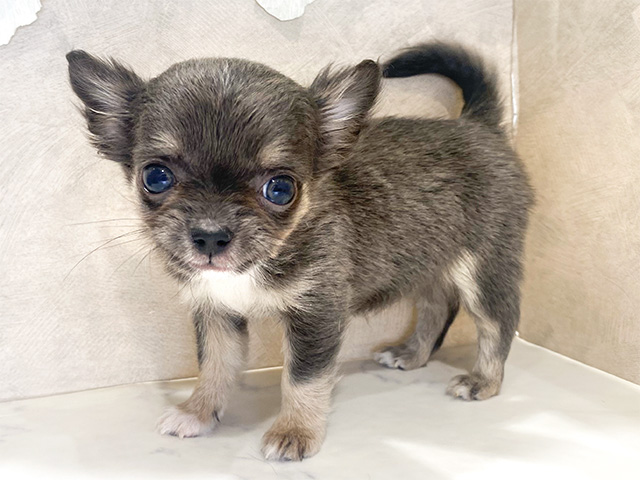 チワワ 神戸三宮センター街店 │ペッツファースト公式サイト