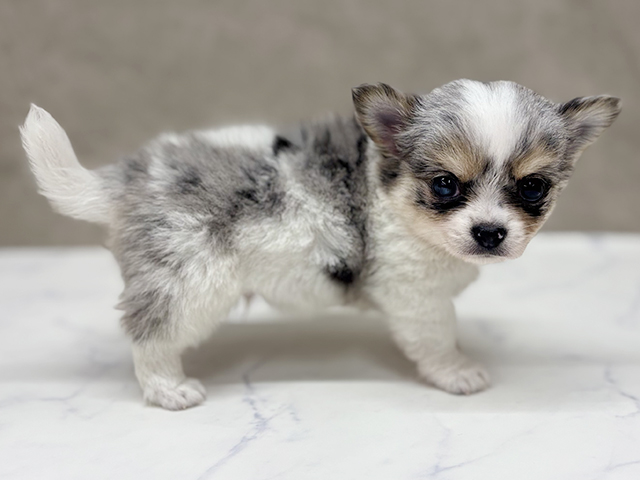 チワワ 八王子多摩美大前店 │ペッツファースト公式サイト