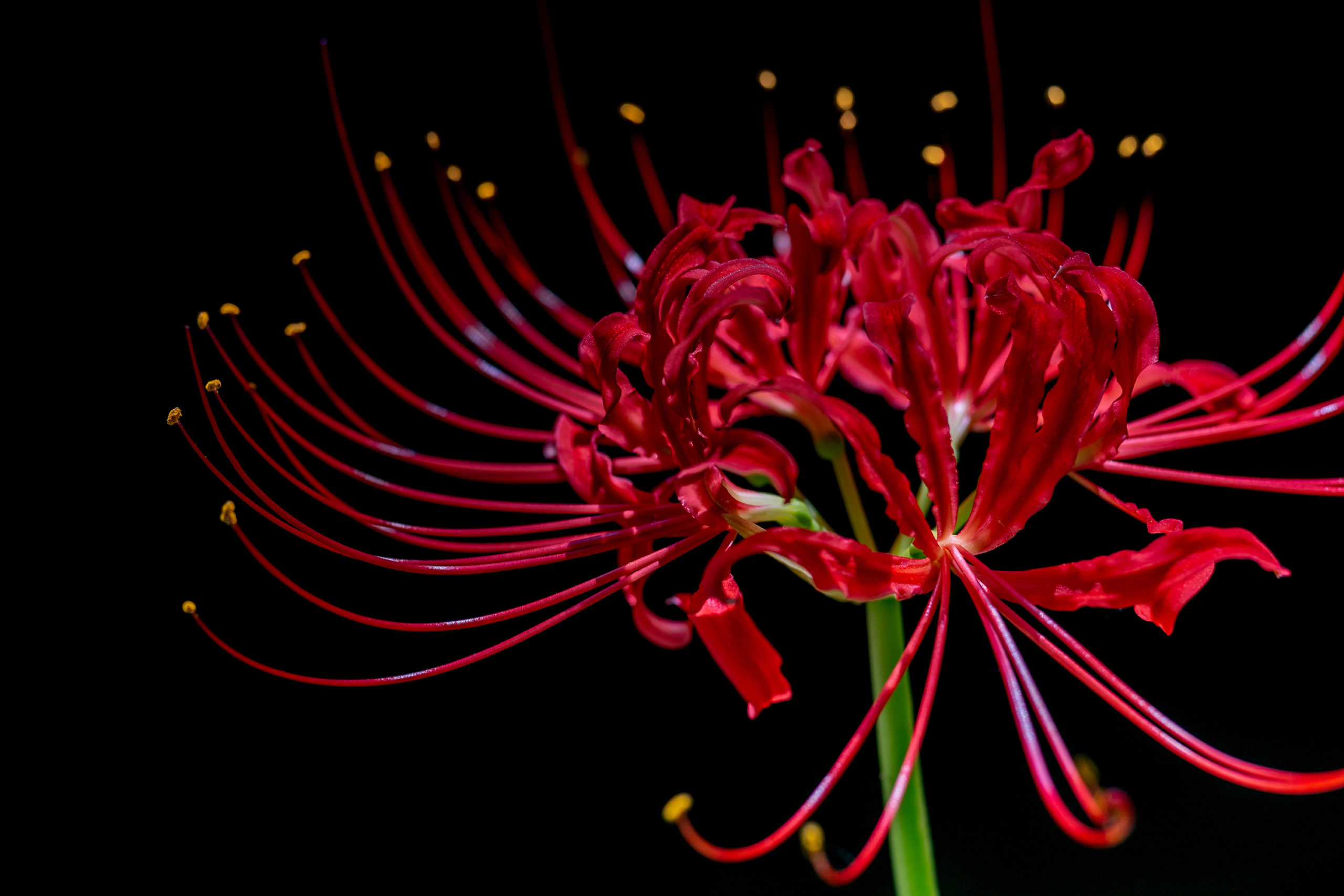 ヒガンバナ「彼岸花」（Red spider lily）9月に咲く曼珠沙華 | ふぉと