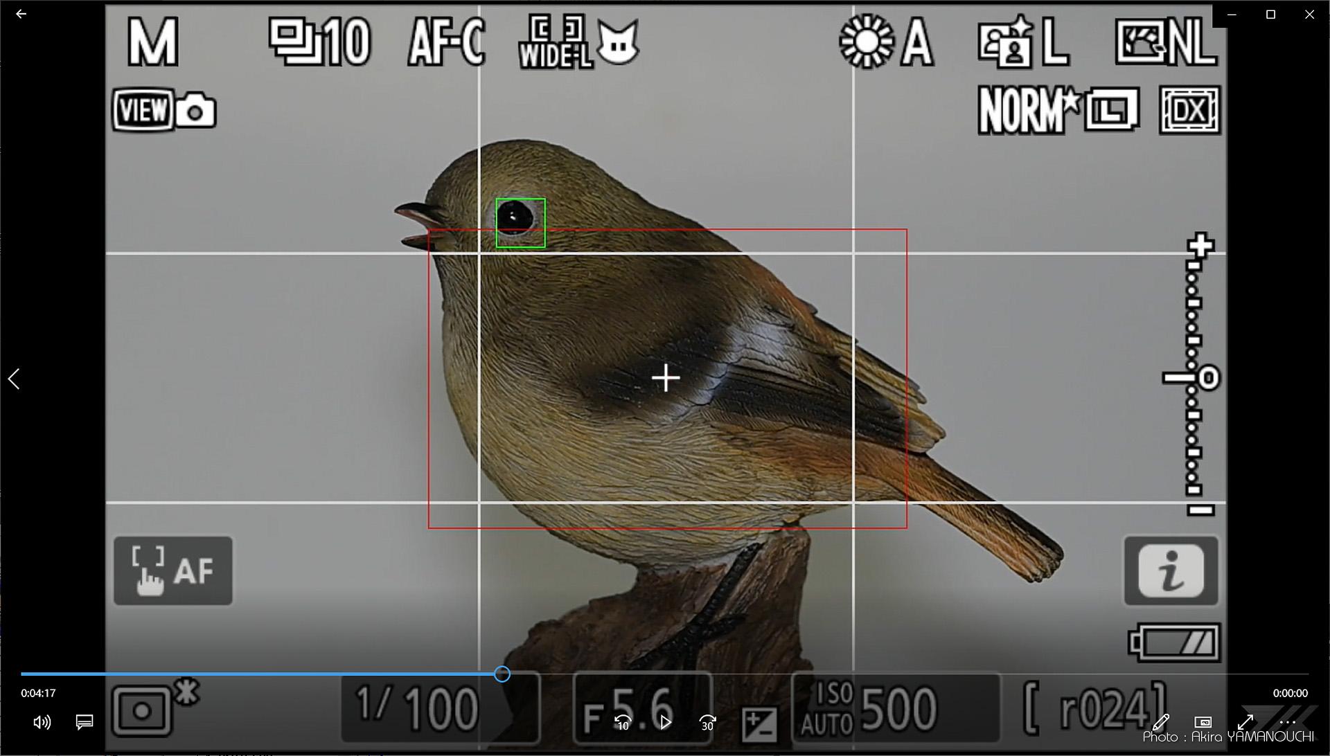 Nikon Z9：AFエリアモードの違いによる被写体検出（鳥）の挙動の検証