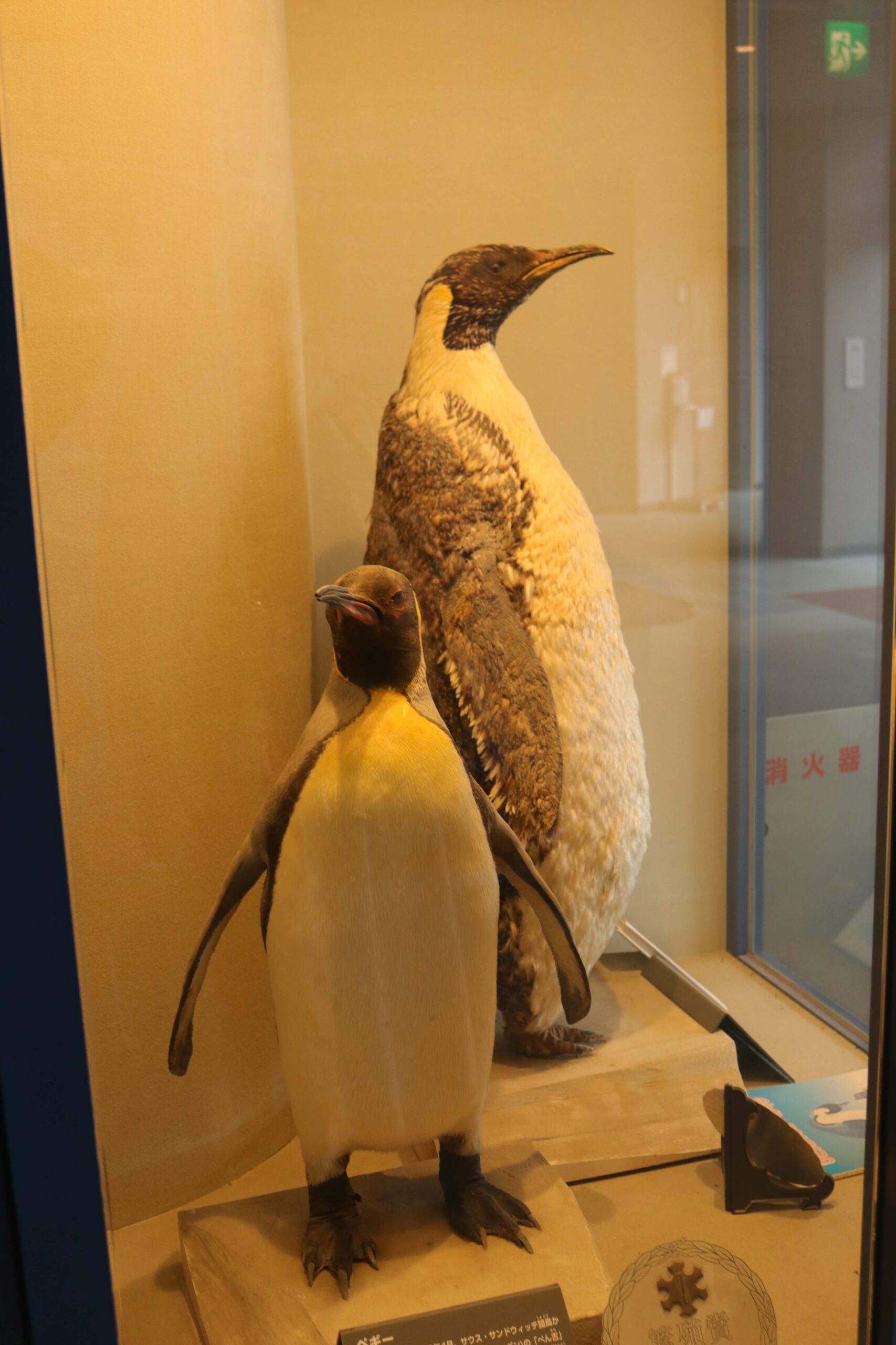 九州旅行(その2：長崎ペンギン水族館) - ひれあし図鑑