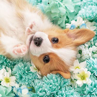 PICTWANカレンダー2026 ウェルシュ・コーギー【S判】