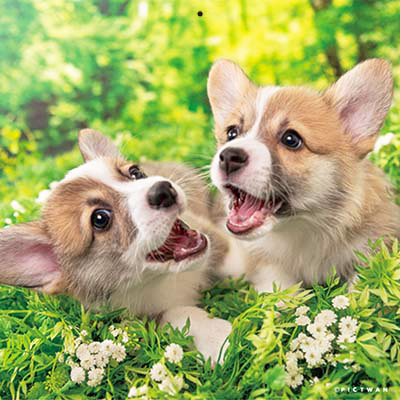 PICTWANカレンダー2026 ウェルシュ・コーギー【S判】