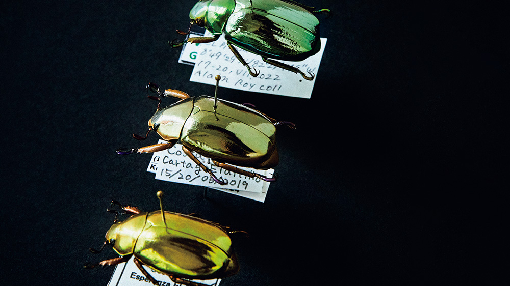 プラチナコガネ／机の上のサイエンス。Vol.42 | POPEYE Web | ポパイウェブ