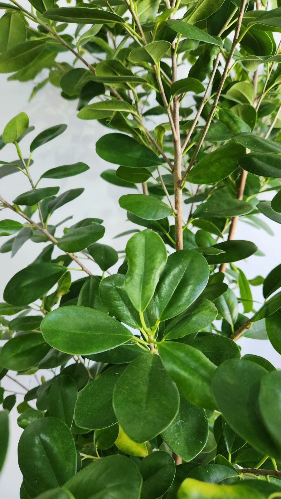 Braided Ficus Moclame - Potanical