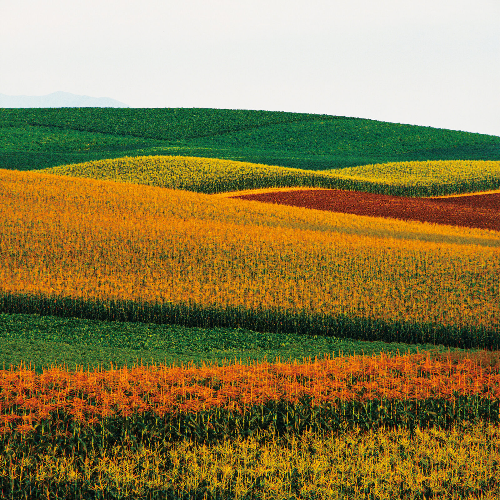 終了）サテライトスペース PLAY! KICHIJOJIで、「前田真三、写真、夏