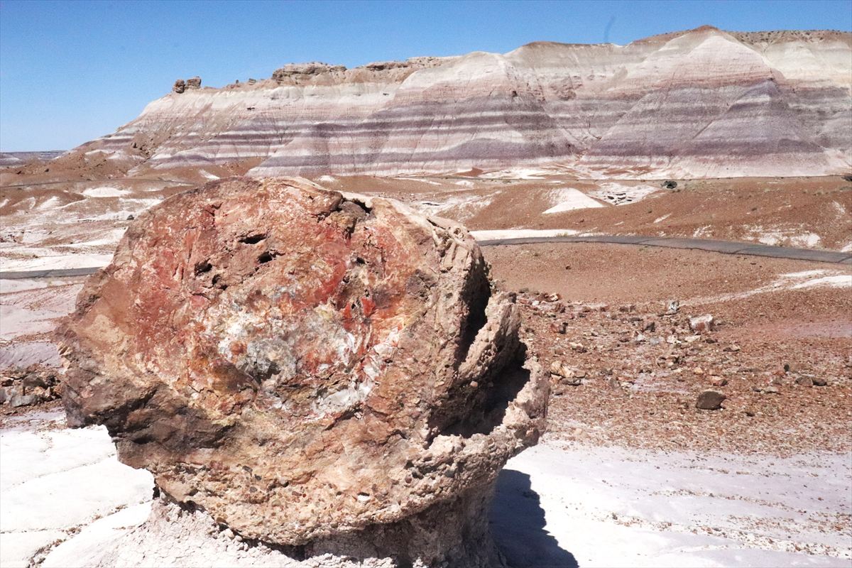 Petrified Forest (Arizona) | The magnificent flow of history is
