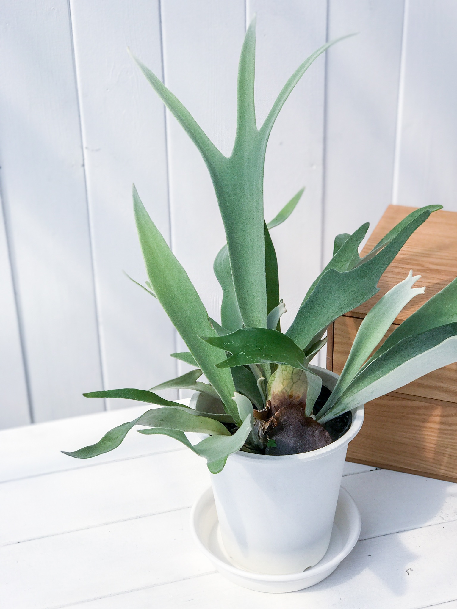 PLANCHU 観葉植物 ビカクシダ ヴィーチー Platycerium veitchii