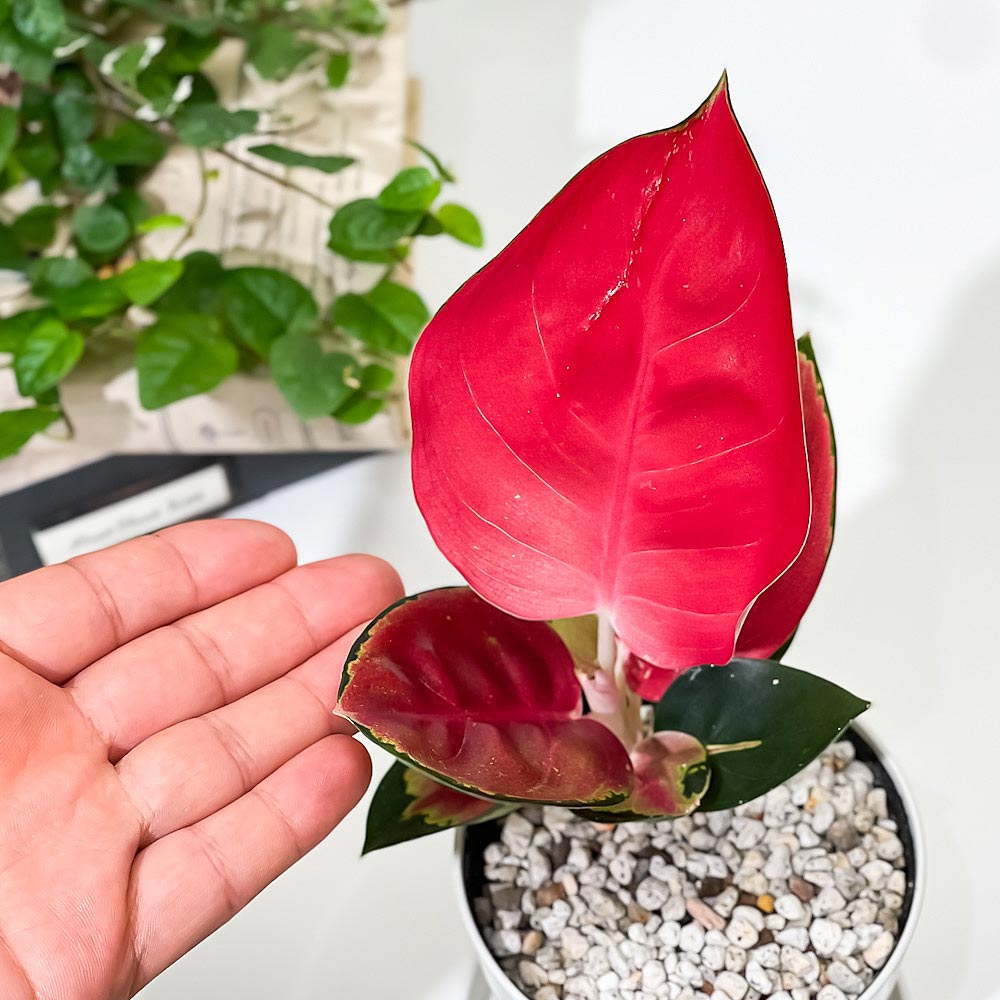 PLANCHU 観葉植物 アグラオネマ タイランドレッド Aglaonema 'Thailand
