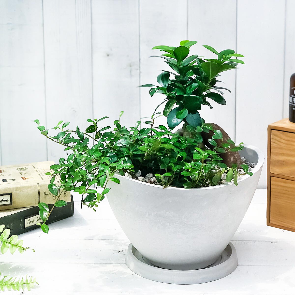 PLANCHU200294 観葉植物 ガジュマル2種の寄せ植え 人参ガジュマル