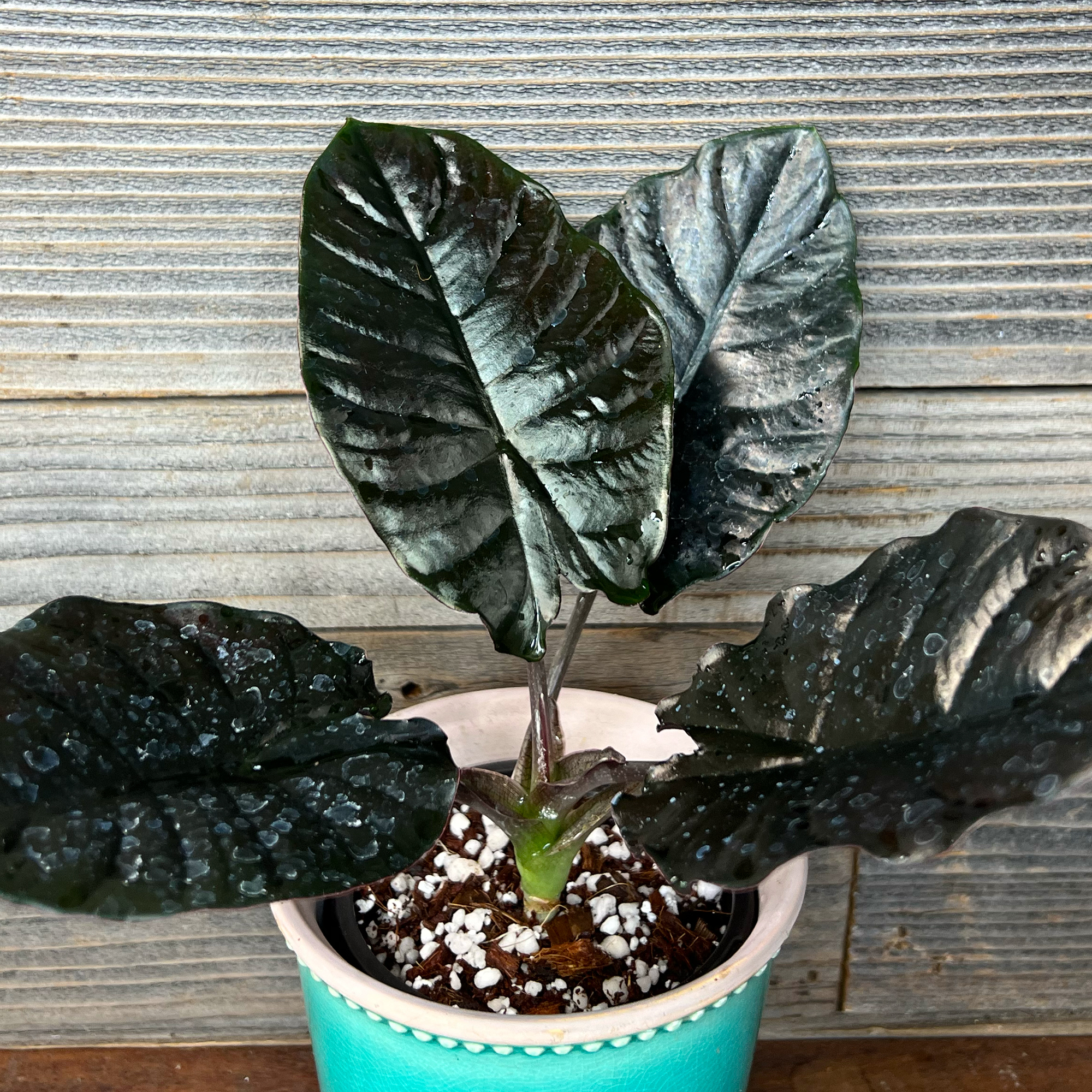 Alocasia Infernalis 'Kapit' | 4