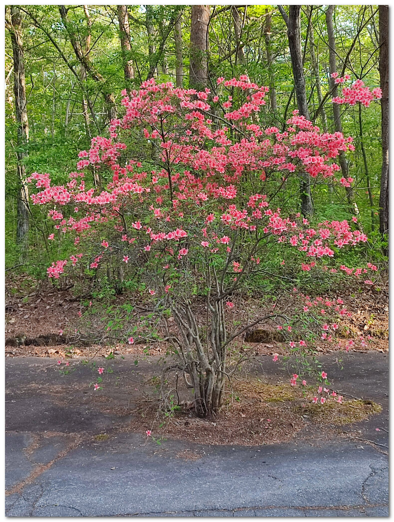 ヤマツツジ：日本の里山を彩る燃えるような花の魅力 | わたしの花図鑑
