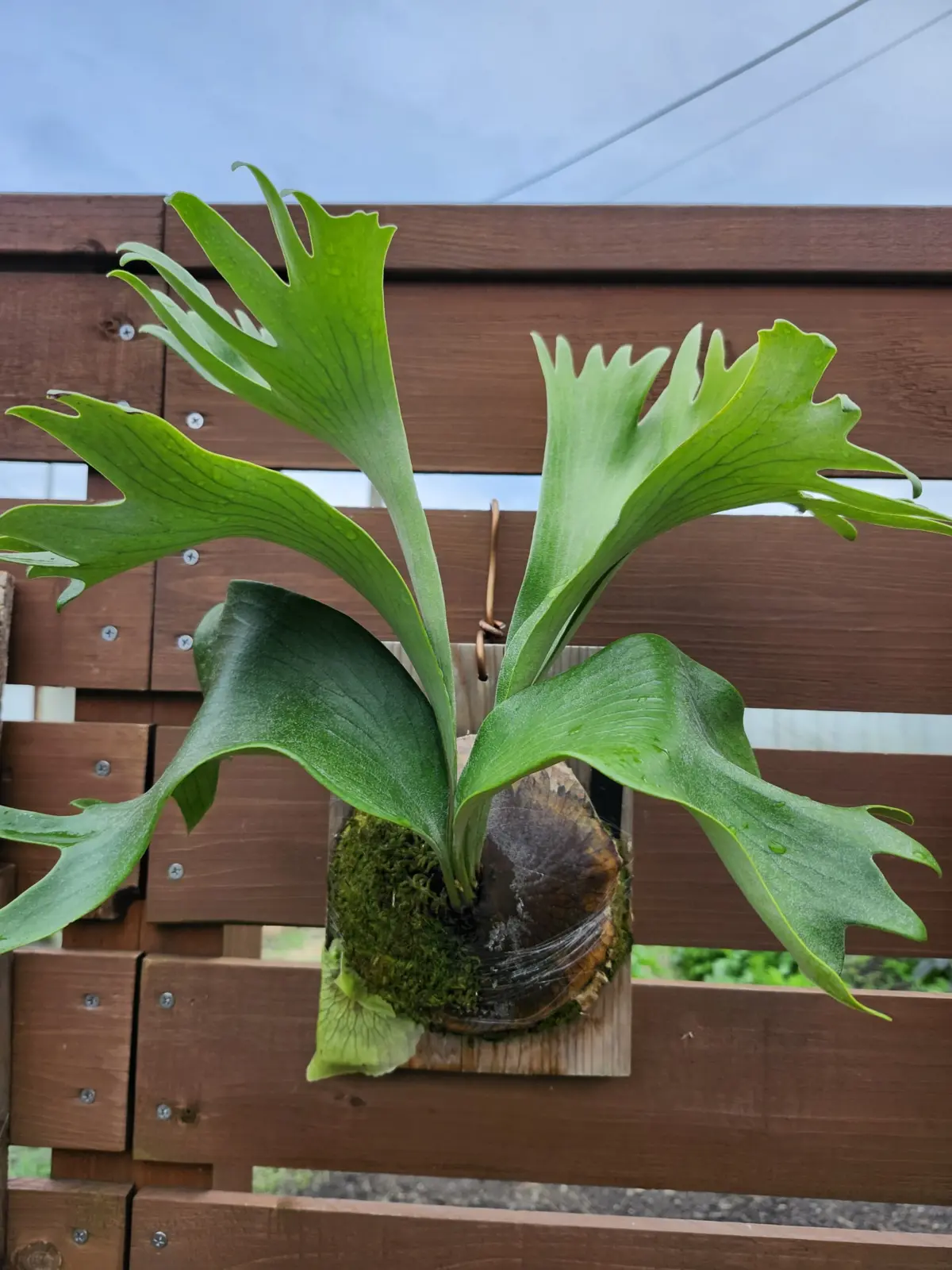 ビカクシダ ぴょん吉 – Plants Navi