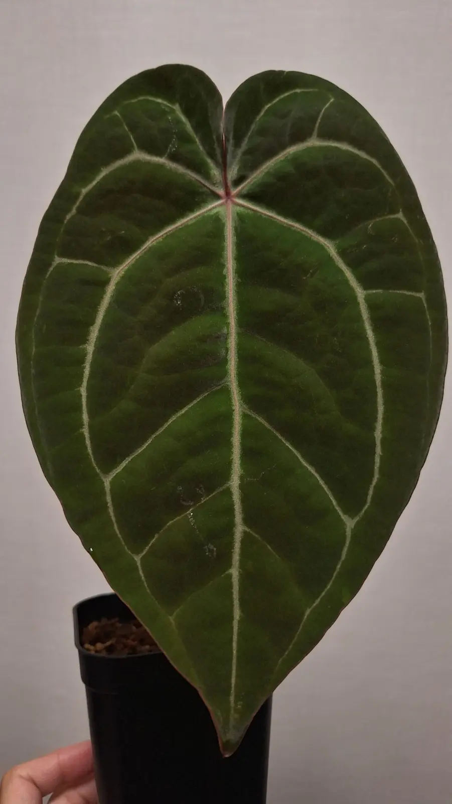 アロカシア ワトソニア ライトニング – Plants Navi