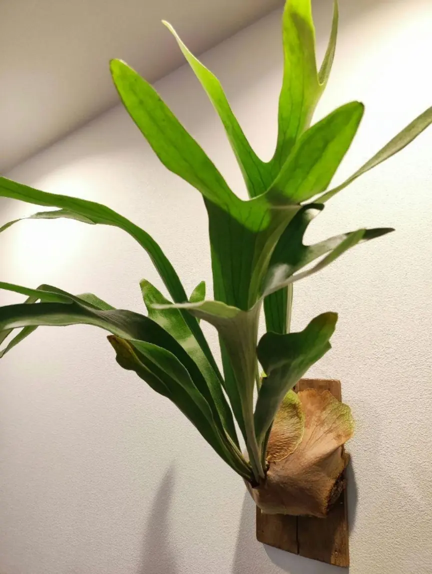 ビカクシダ ぴょん吉 – Plants Navi