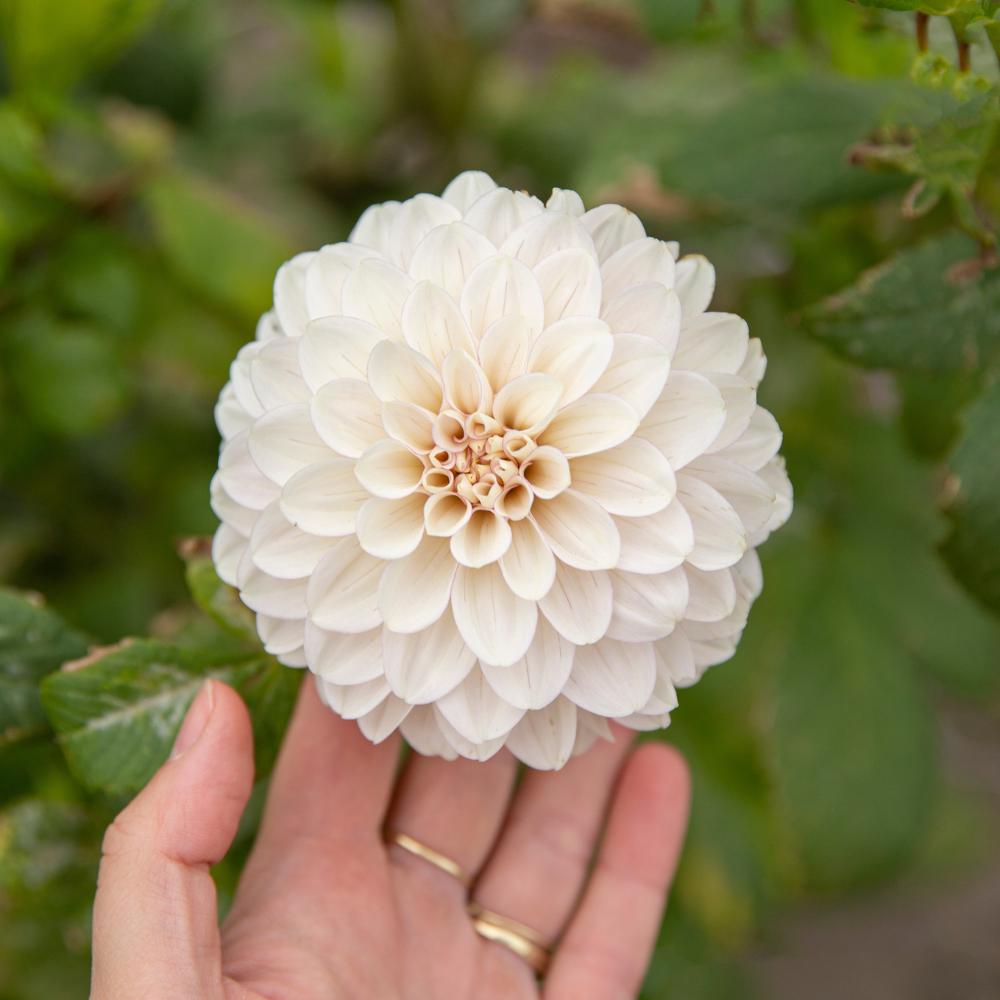 Dahlia package 'Nina's 12 favorites' – Plukkers.com