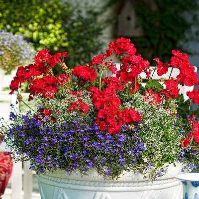 スーパーゼラニウム チャンピオン | PROVEN WINNERS (PW)【植物の国際