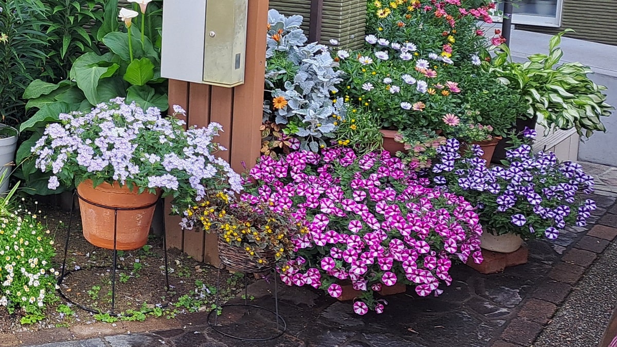 あふれ咲きペチュニア | PROVEN WINNERS (PW)【植物の国際ブランド】