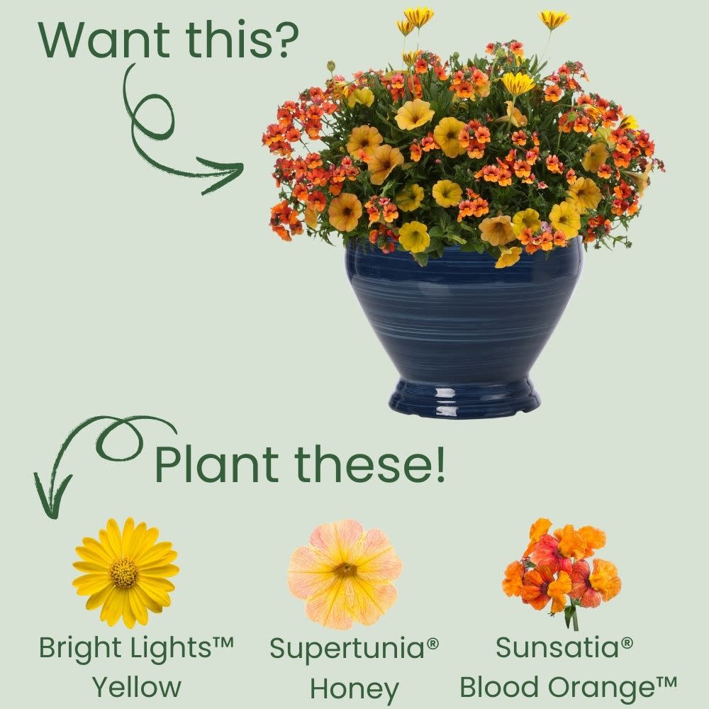 African Daisy | Bright Lights™ Yellow | Proven Winners® Annuals