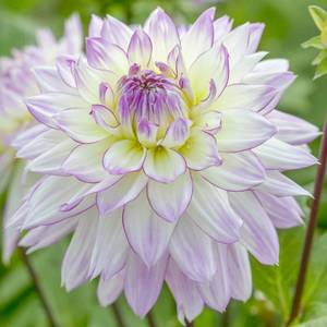 Longfield Gardens Dahlia Crazy Love - 32200622 | Blain's Farm & Fleet