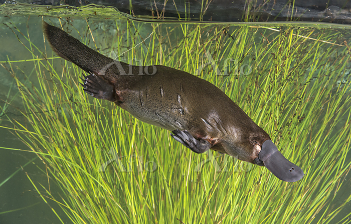 カモノハシ [126931053]の写真素材 - アフロ