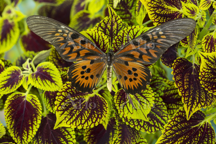 ドルーリーオオアゲハ [53481978]の写真素材 - アフロ