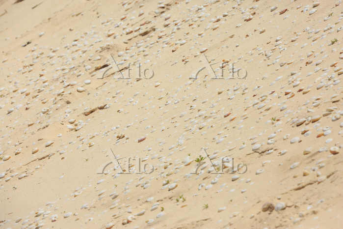 東京都 小笠原諸島 父島 南島のヒロベソカタマイマイの半化石