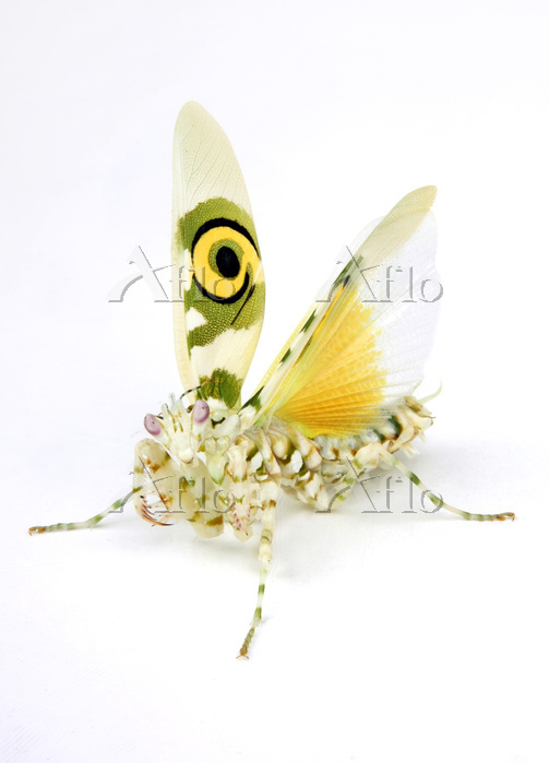 アフリカメダマカマキリ [56030741]の写真素材 - アフロ