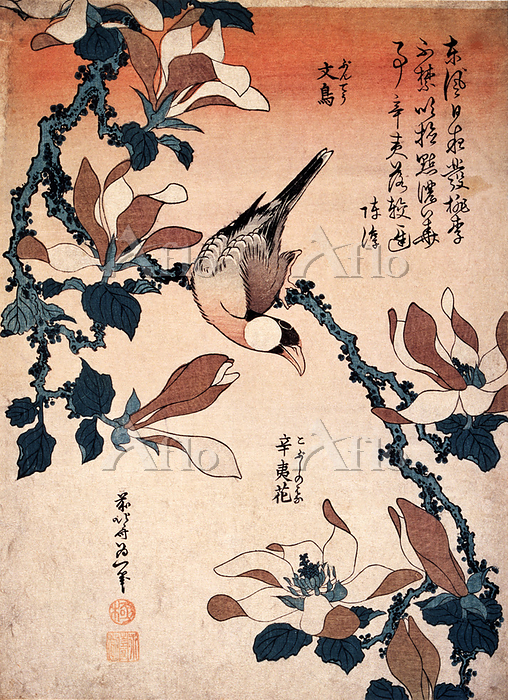 葛飾北斎「文鳥に辛夷花」 [133234083]のアート作品 - アフロ