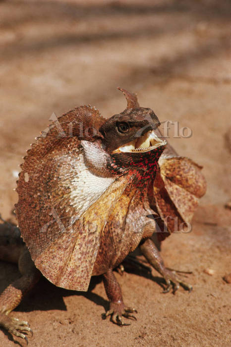 エリマキトカゲ [180787]の写真素材 - アフロ