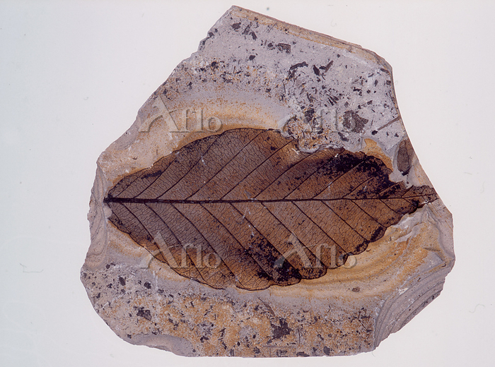 イヌブナの葉の化石 [207796797]の写真素材 - アフロ