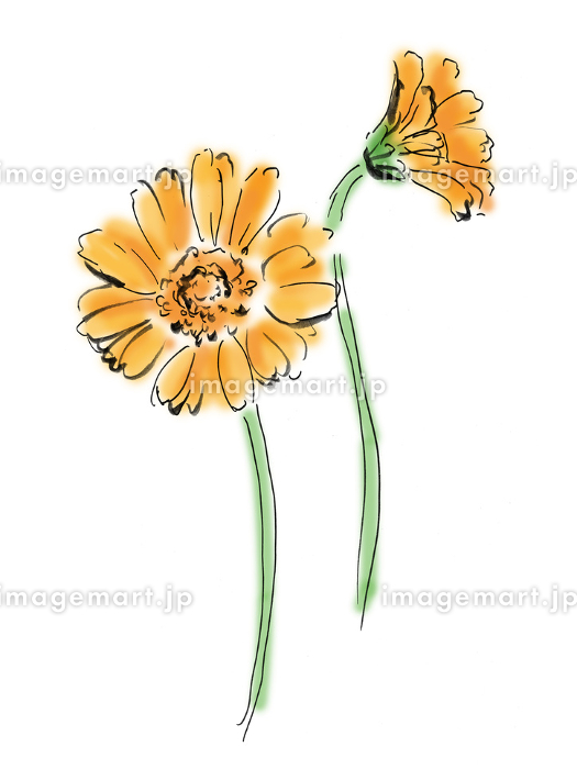 手描きイラスト素材 植物 花, ガーベラ, オレンジ [144888807]｜毎月1