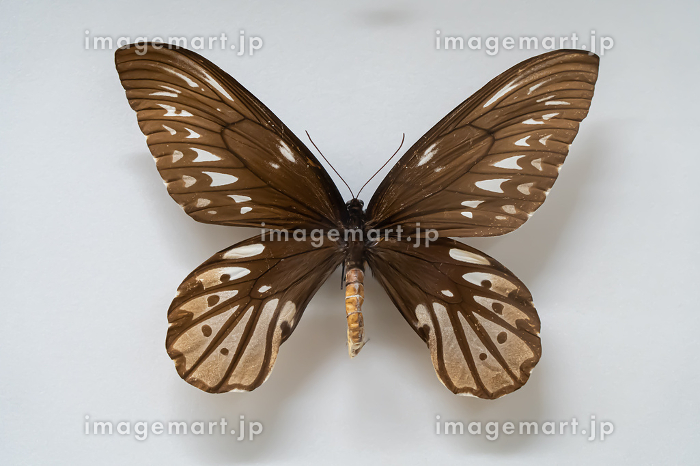 蝶の標本 トリバネチョウの世界(珍珍) 蝶の標本 トリバネチョウの世界